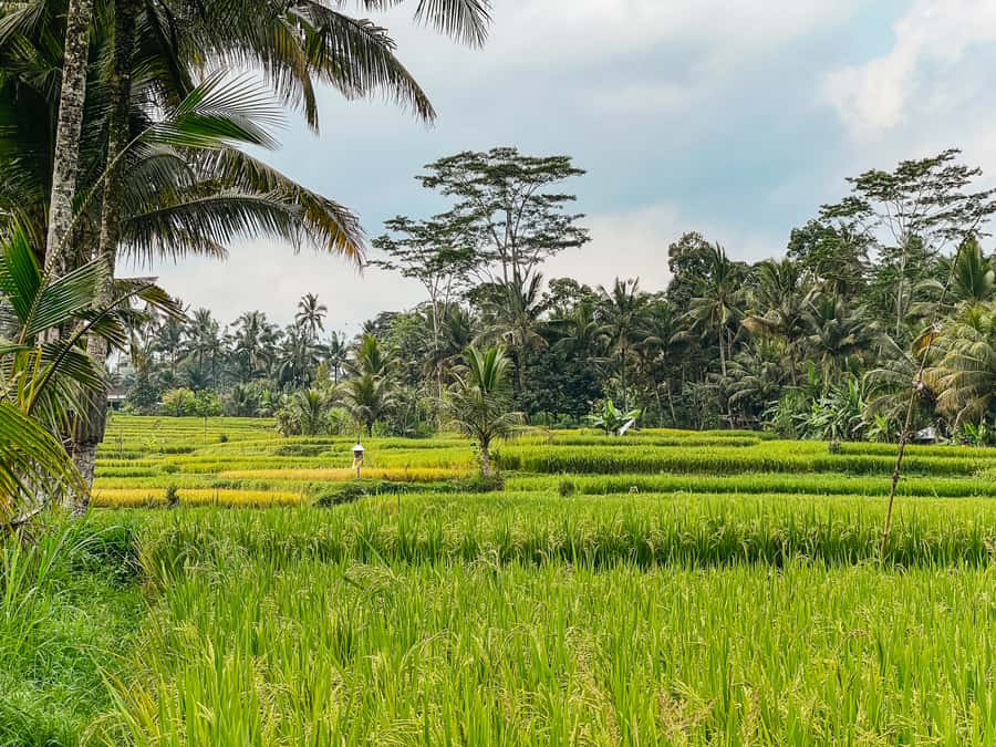 From Ubud: Downhill Bike Tour with Rice Terraces and Meal - Organic plantation walk and a slow turn toward the rice fields