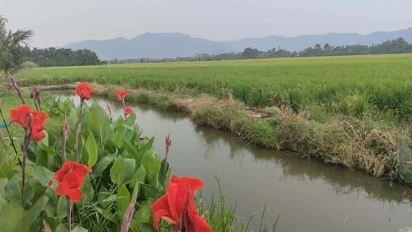 George Town: Balik Pulau Countryside Morning Cycling Tour - Key highlights you’ll care about
