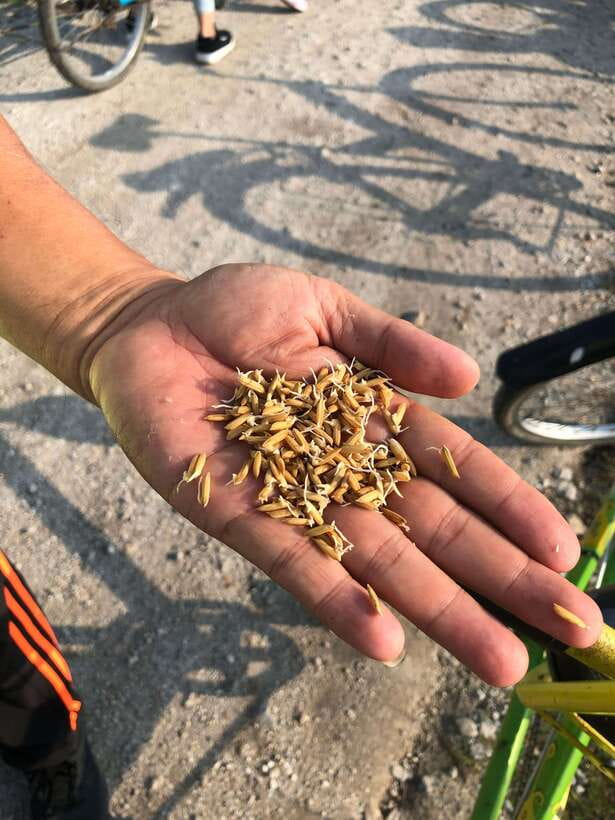 George Town: Balik Pulau Countryside Morning Cycling Tour - Why Balik Pulau by bike changes how you see Penang