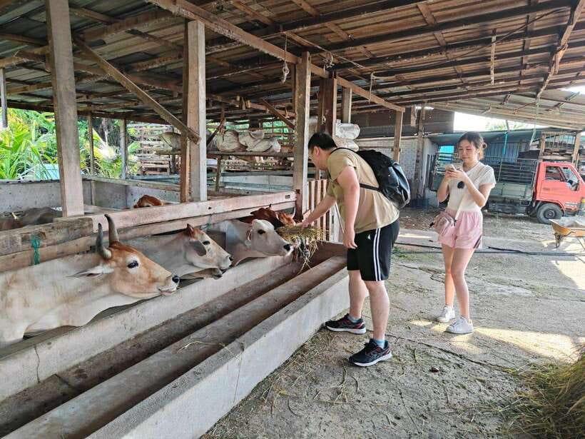 George Town: Balik Pulau Countryside Morning Cycling Tour - Paddy fields, farms, and village life with a real guide in the lead