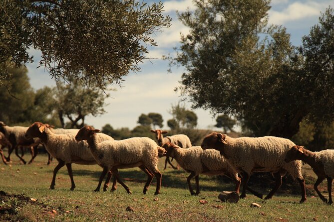 Granada: Nature, Wildlife and Authentic Villages E-bike Tour - Guejar Sierra village pass: a taste of rural Granada
