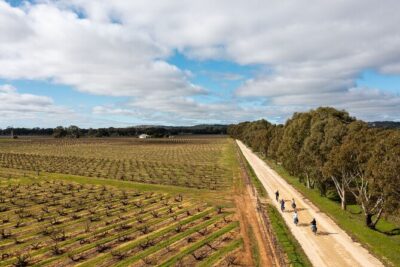 Hahndorf food and wine E-Bike Tour - Beerenberg strawberry picking: sweet, seasonal, and very Adelaide Hills