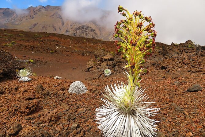 Haleakala Summit Best Self-Guided Bike Tour with Bike Maui - The downhill ride: self-guided freedom, real-road responsibility