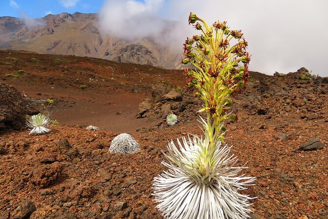 Haleakala Sunrise Best Self-Guided Bike Tour - Gear and comfort: the cold summit to sunny switchbacks system