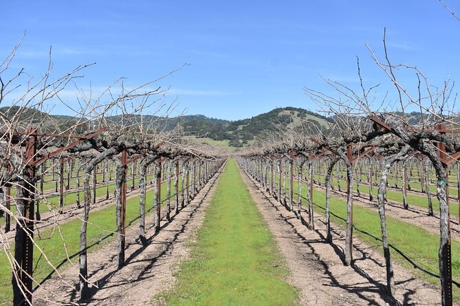 Half Day Bike Tour - Half-day timing in Sonoma: 9:30 to about four hours