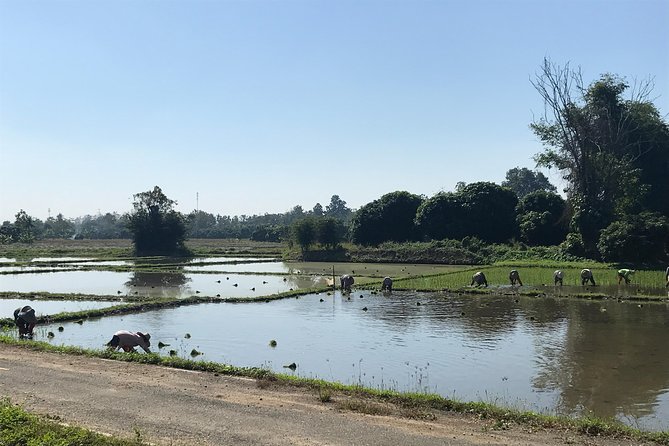 Half-day E-bike Countryside and rice paddies (flat land, GUIDED) - Pace, Safety, and What the Ride Feels Like on the Ground