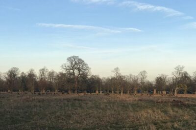 Hampton Court Palace Grounds Bike Tour - Bushy Park: Deer, Green Space, and a WWII Stop