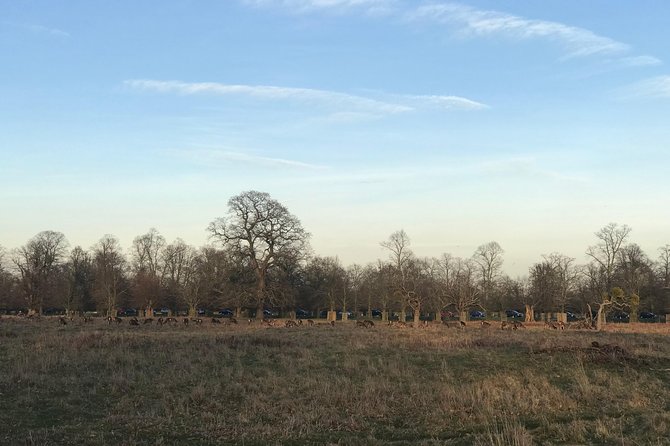 Hampton Court Palace Grounds Bike Tour - Bushy Park: Deer, Green Space, and a WWII Stop