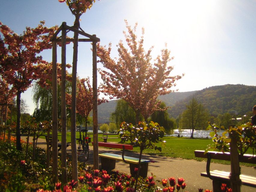 Heidelberg: Guided Bike Tour - What You Actually Get From the Guide (Beyond Facts)