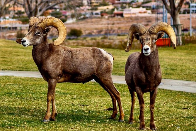 Hoover Dam Electric Bike Tour - Stop 1: Hemenway Park for Wildlife-Spotting Energy