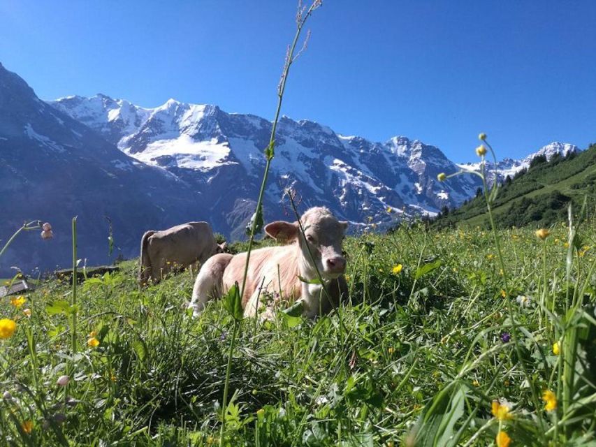 Interlaken: 72 Waterfalls Valley & Lauterbrunnen E-Bike Tour - How difficult is this e-bike tour, really?
