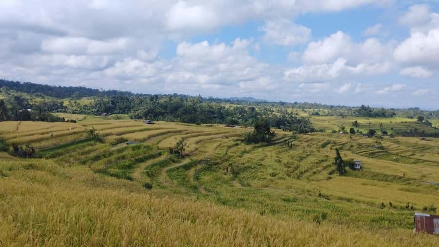 Jatiluwih (UNESCO Site) 2-Hour E-Bike Cycling Tour - Who should book this e-bike tour, and who should skip it