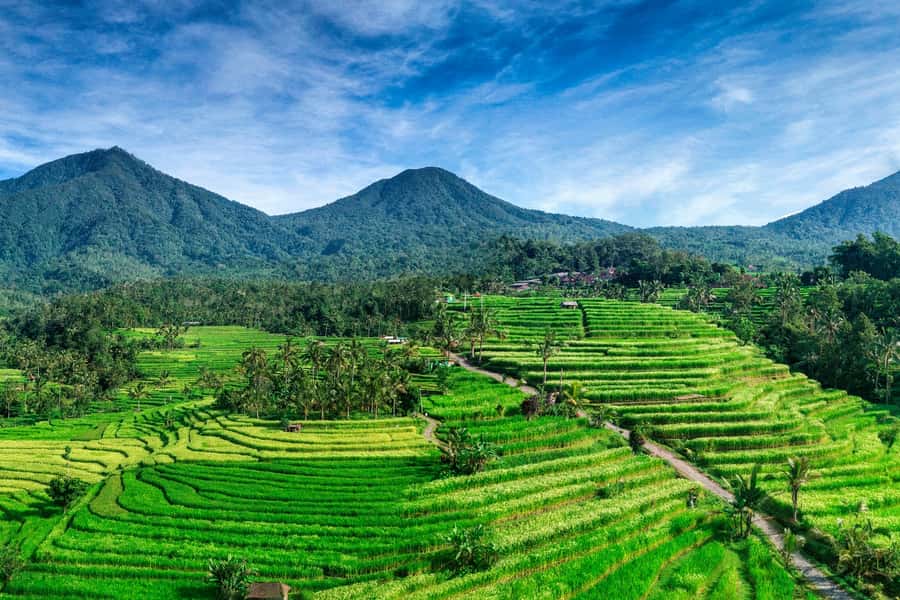Jatiluwih (UNESCO Site) 2-Hour E-Bike Cycling Tour - Jungle trails, bamboo forests, and village life between the terraces