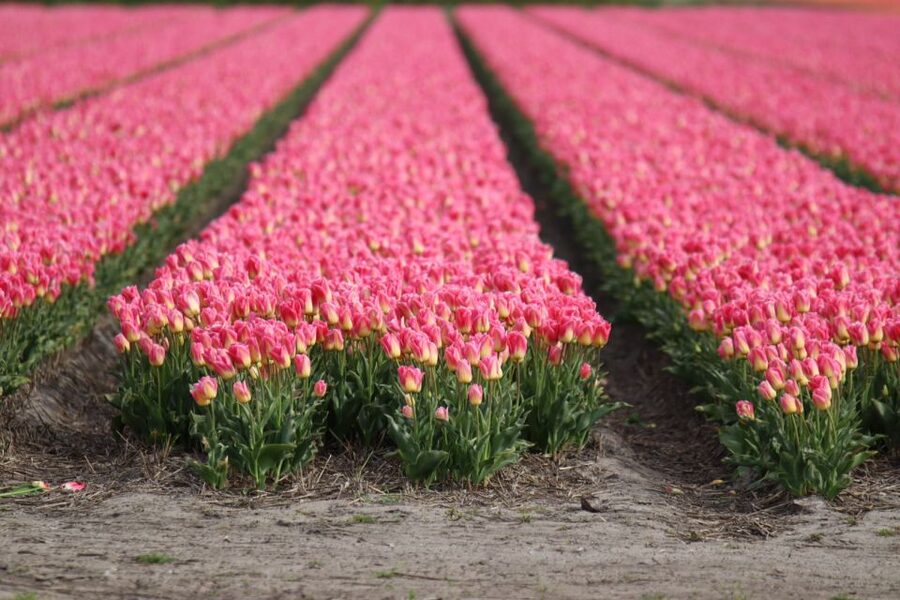 Keukenhof: Flower Fields Small-Group Cultural Bike Tour - The ride route: viewpoints, photo stops, and countryside details