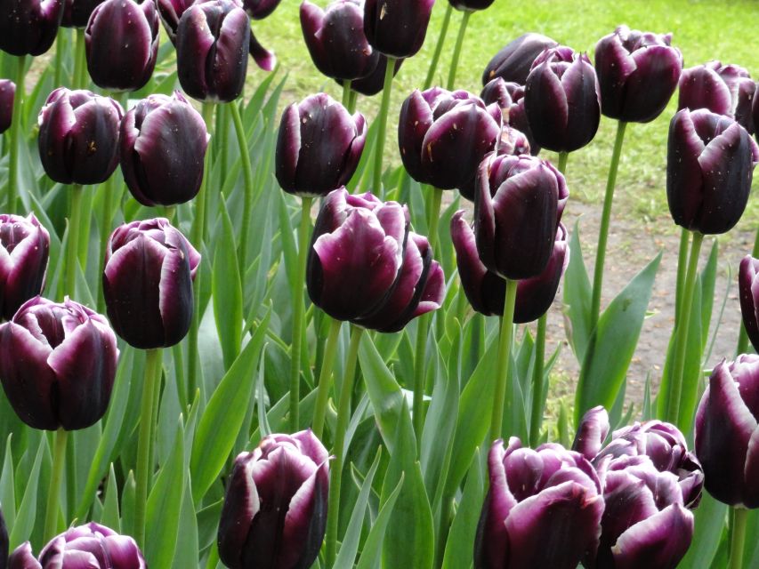 Keukenhof: Flower Fields Small-Group Cultural Bike Tour - Tulip Experience Amsterdam: 700 varieties, picking, and those classic props