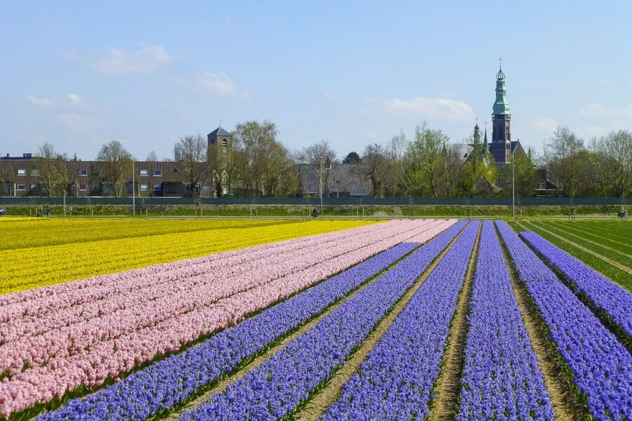 Keukenhof: Flower Fields Small-Group Cultural Bike Tour - How the guide turns flowers into a story