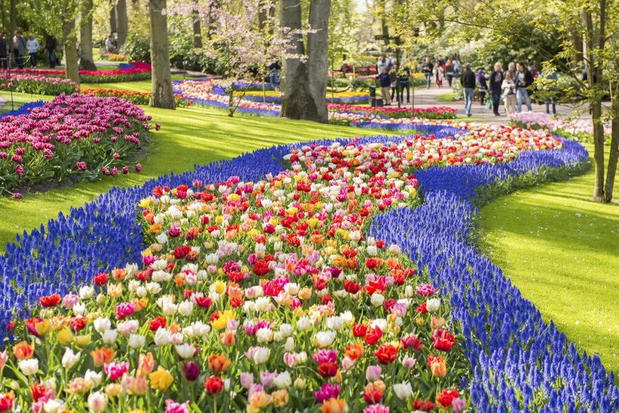 Keukenhof: Flower Fields Small-Group Cultural Bike Tour - Weather and comfort: rain ponchos, safe routes, and group control