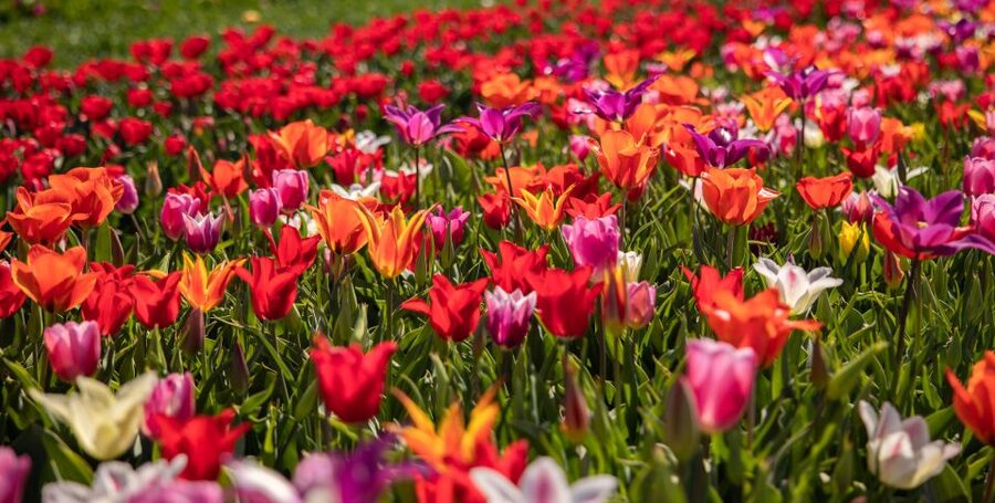 Keukenhof: Flower Fields Small-Group Cultural Bike Tour - Price and value: why $68 can feel like a smart bundle