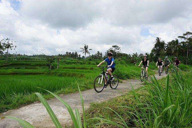 Kintamani Cultural and Nature Cycling Tour ( Manual Bike ) - Should you book the Kintamani Cultural and Nature Cycling Tour?