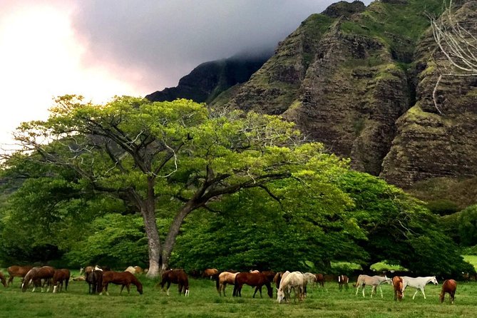 Kualoa Ranch: Novice E-Bike - Who This Tour Fits Best at Kualoa Ranch