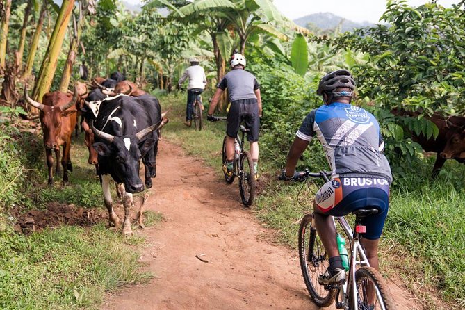 Lake Victoria Island Cycling Tour from Kampala - Stop 2 Around Mabamba Swamp: Bird Time (and What Costs Extra)