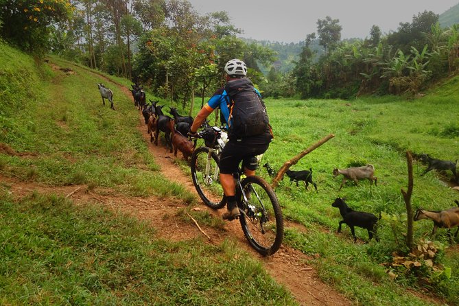 Lake Victoria Island Cycling Tour from Kampala - The Bikes, Helmet, and Guide Support That Matter