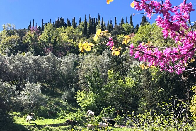 Lefkada: Mountain Gems Electric Fat Bicycle Tour & Tasting - Monastery of John the Baptist: A Calm Pause That Works for Non-Church People