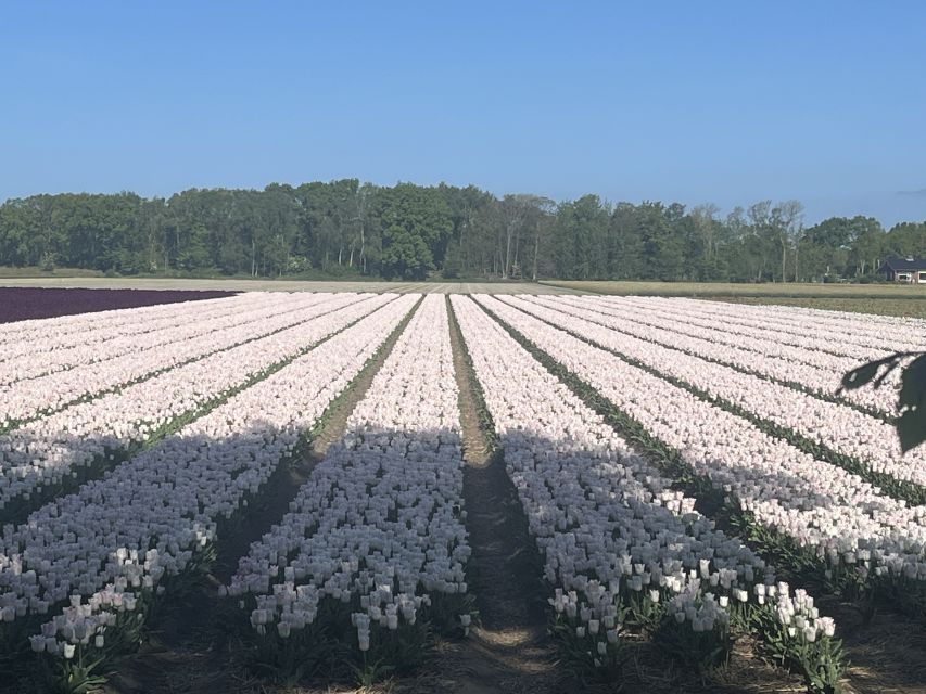 Lisse: Enjoy the Tulip Fields by Bike with a Local Guide! - Meet at Restaurant Hanami: Easy Start, Clear Instructions
