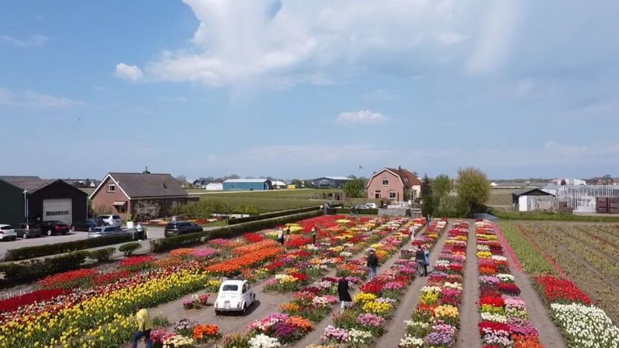 Lisse: Enjoy the Tulip Fields by Bike with a Local Guide! - Who This Tour Fits Best