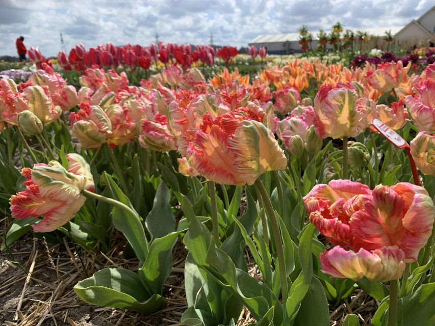 Lisse: Enjoy the Tulip Fields by Bike with a Local Guide! - FAQ