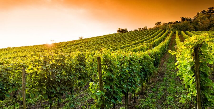 Lucca: Guided E-Bike and Wine Tour - Who this tour fits best (and who should skip it)