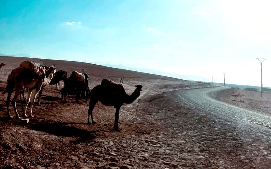 Marrakech: Agafay Desert Quad Bike Tour with Moroccan Tea - Quad riding over rolling dunes: what it feels like in real life