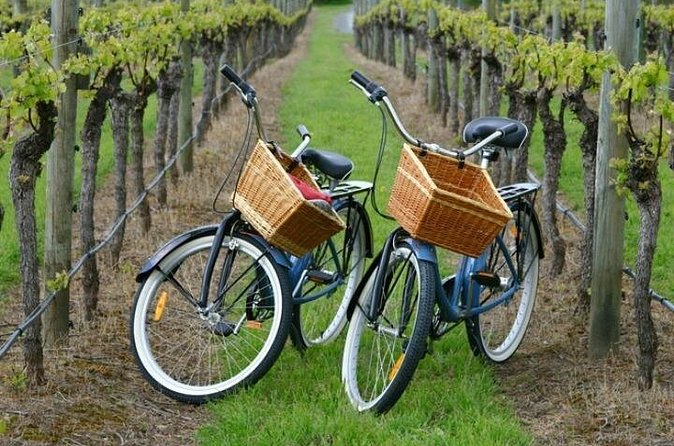 Mattituck New York Guided Farm and Wine Country Bike Tour - Vineyard day: two visits, plus access to the vineyard fields