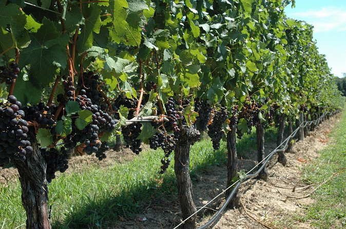 Mattituck New York Guided Farm and Wine Country Bike Tour - What’s actually included (and what you’ll pay for)