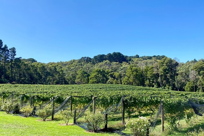 Mornington Peninsula Self-Guided Bike Tour | Food & Wine Region - Lunch at Red Gum BBQ: old shed, serious comfort food