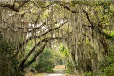 Myakka State Park E-bike Safari - Myakka Canopy Walkway: the 25-foot suspended treetop experience