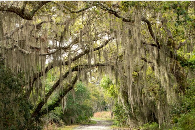 Myakka State Park E-bike Safari - Myakka Canopy Walkway: the 25-foot suspended treetop experience