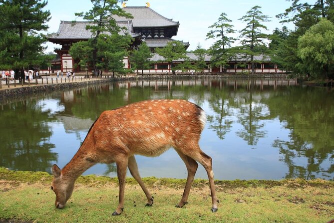 Nara - Highlights Bike Tour - Key things to know before you go