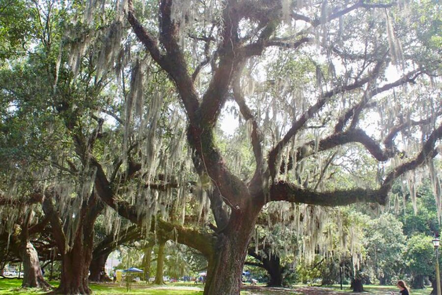 New Orleans: Scenic City Bike Tour - Key points before you pedal off