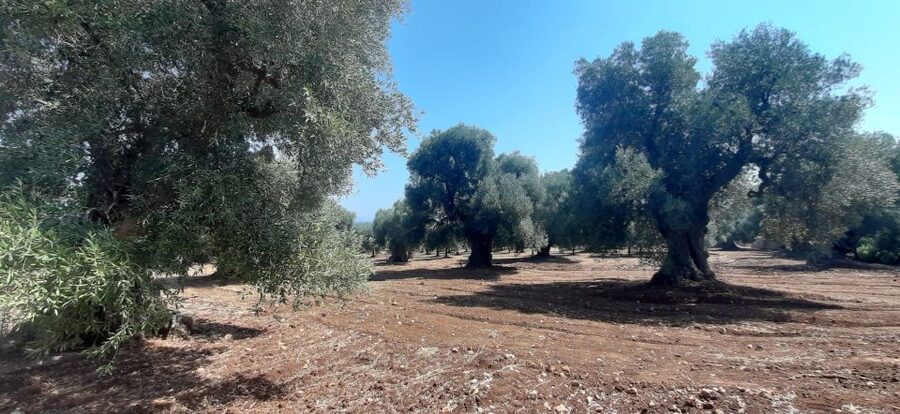 Ostuni: Guided e-bike tour + countryside tasting stop - Getting There: Meeting Point and a Simple Plan