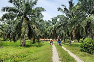 Penang Countryside Cycling Tour. PPA2 by Matahari - Getting to Balik Pulau: pickup, transfers, and your first morning rhythm