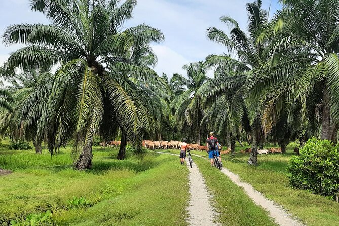 Penang Countryside Cycling Tour. PPA2 by Matahari - Getting to Balik Pulau: pickup, transfers, and your first morning rhythm