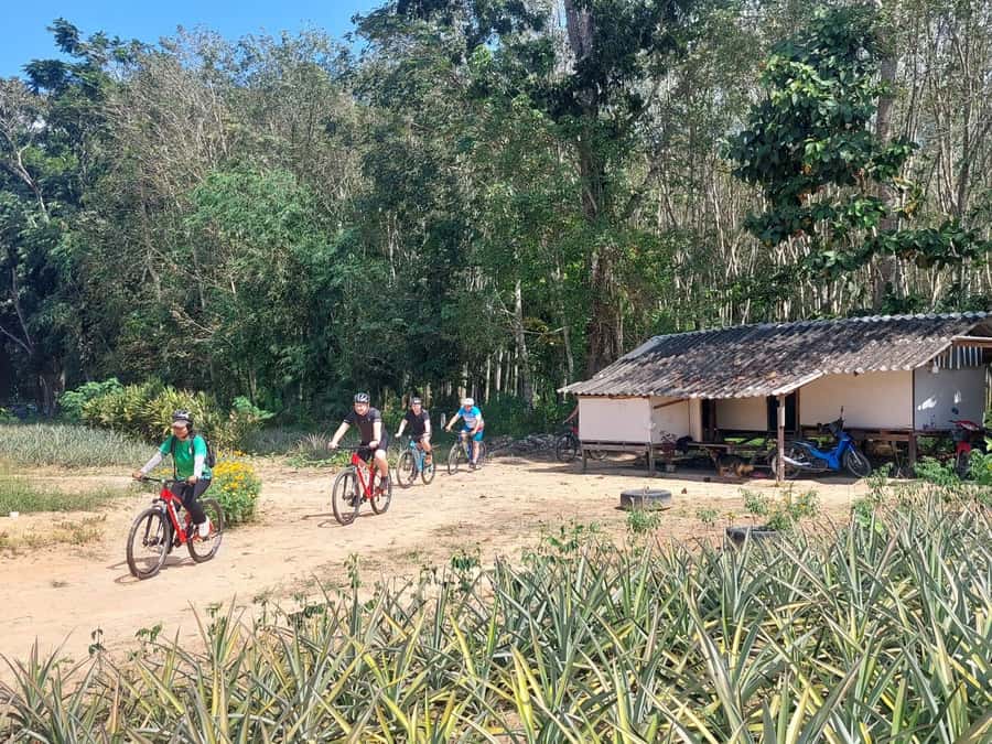 Phuket: Half-Day Countryside Cycling Tour with Lunch - Coconut in a Tiny Hamlet: A Stop That’s More Than a Photo Moment
