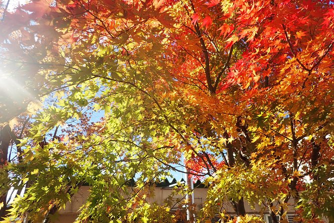 Private-group Morning Cycling Tour in Hida-Furukawa - The Market Moment and Village Details You’ll Actually Notice