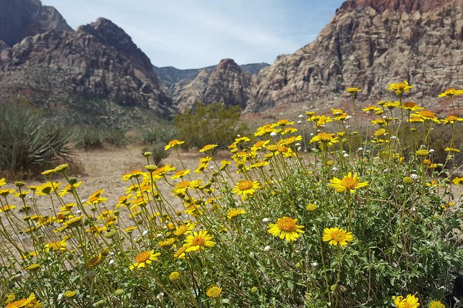 Red Rock Canyon eBike Half-Day Tour - Bikes, Comfort, and Safety on Real Desert Roads