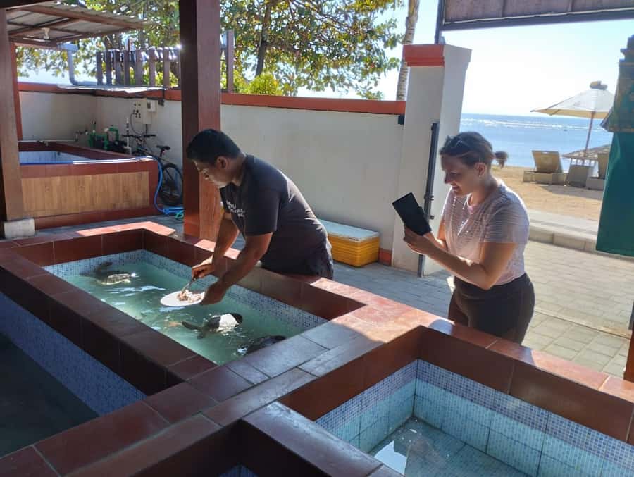 Sanur Village E-bike Tour: Family-Friendly Adventure - Turtle conservation at the beach: why this stop hits harder than photos