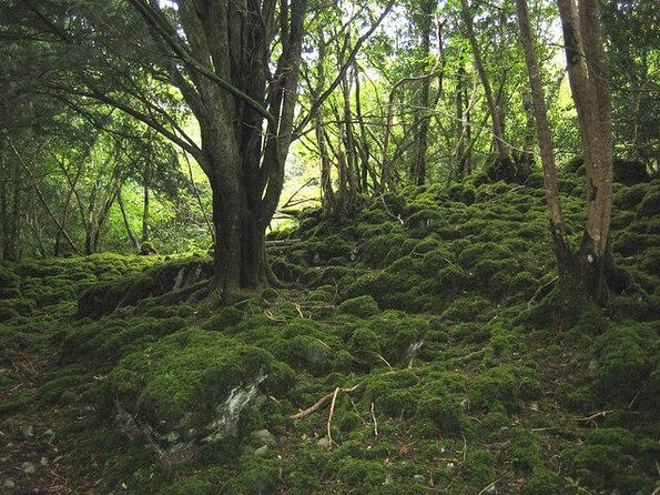 Self-Guided Bike Tour of Killarney National Park, Muckross Gardens & Waterfall - Key things to know before you ride