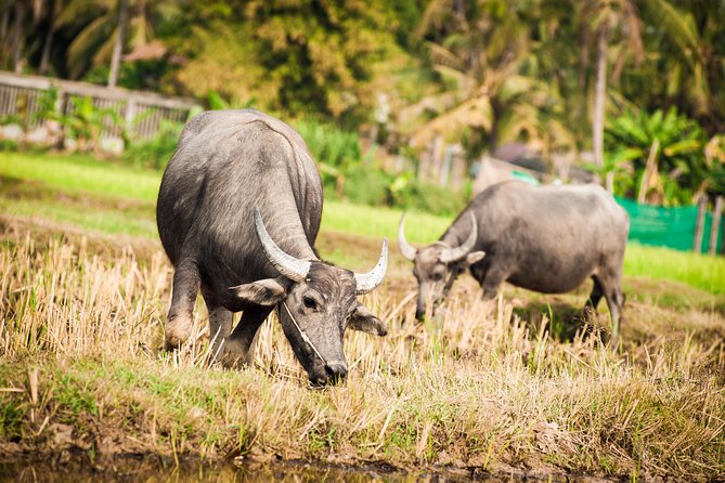 Siem Reap Countryside Guided Tour by Bike and E-Bike Private Tour - Why This Siem Reap Countryside Bike Tour Works