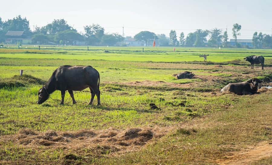 Siem Reap: Guided Countryside Bike Tour - The morning ride plan: flat back roads and frequent village stops