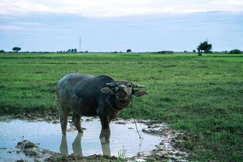 Siem Reap: Quad Bike Tour of Local Villages - Who This Tour Best Fits